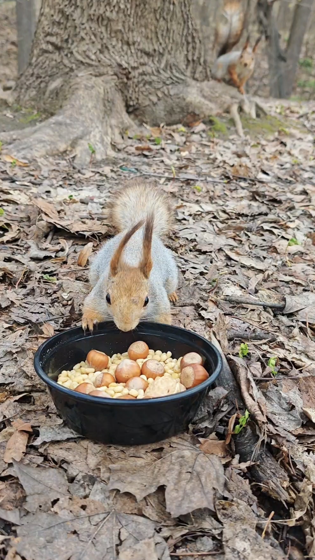 Белочка пришла на обед / The Squirrel Came For Lunch 🐿️ #белки #squirrel
