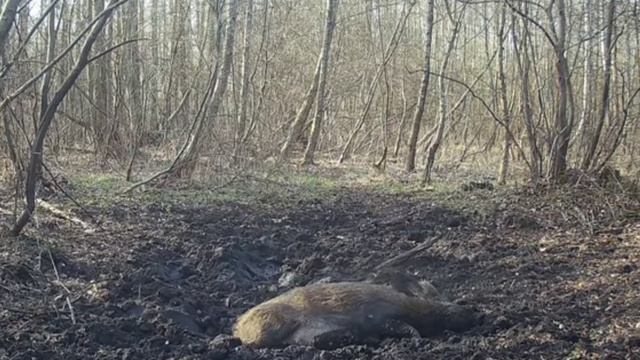 Фото ловушка