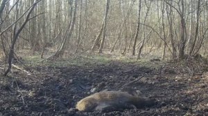 Фото ловушка