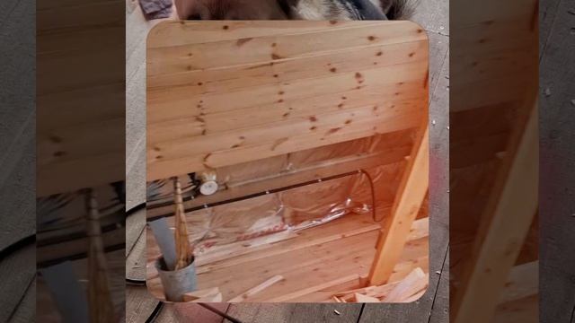 1000056463.mp4 (Собака наблюдает за устройством лестницы на 2-ой этаж в доме А-фрейм)