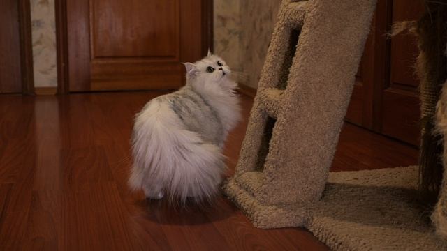 ANABELLE питомник Гранд Персей