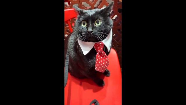 Смешные котики С ОЗВУЧКОЙ