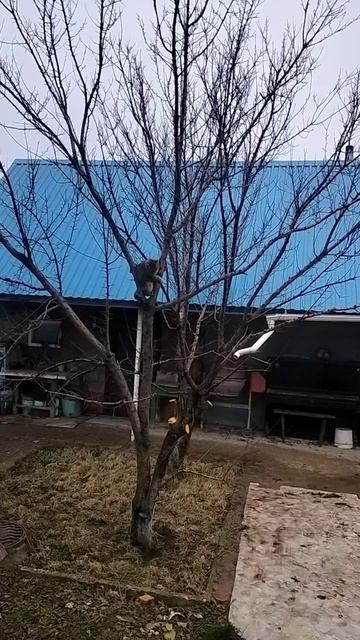 КОТ   НА    ДЕРЕВЕ