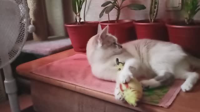 РЫБКА ЗОЛОТАЯ - ВОТ ЗДОРОВО! НАДО ПОПРОСИТЬ ЧТО-НИБУДЬ ИСПОЛНИТЬ