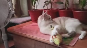 РЫБКА ЗОЛОТАЯ - ВОТ ЗДОРОВО! НАДО ПОПРОСИТЬ ЧТО-НИБУДЬ ИСПОЛНИТЬ