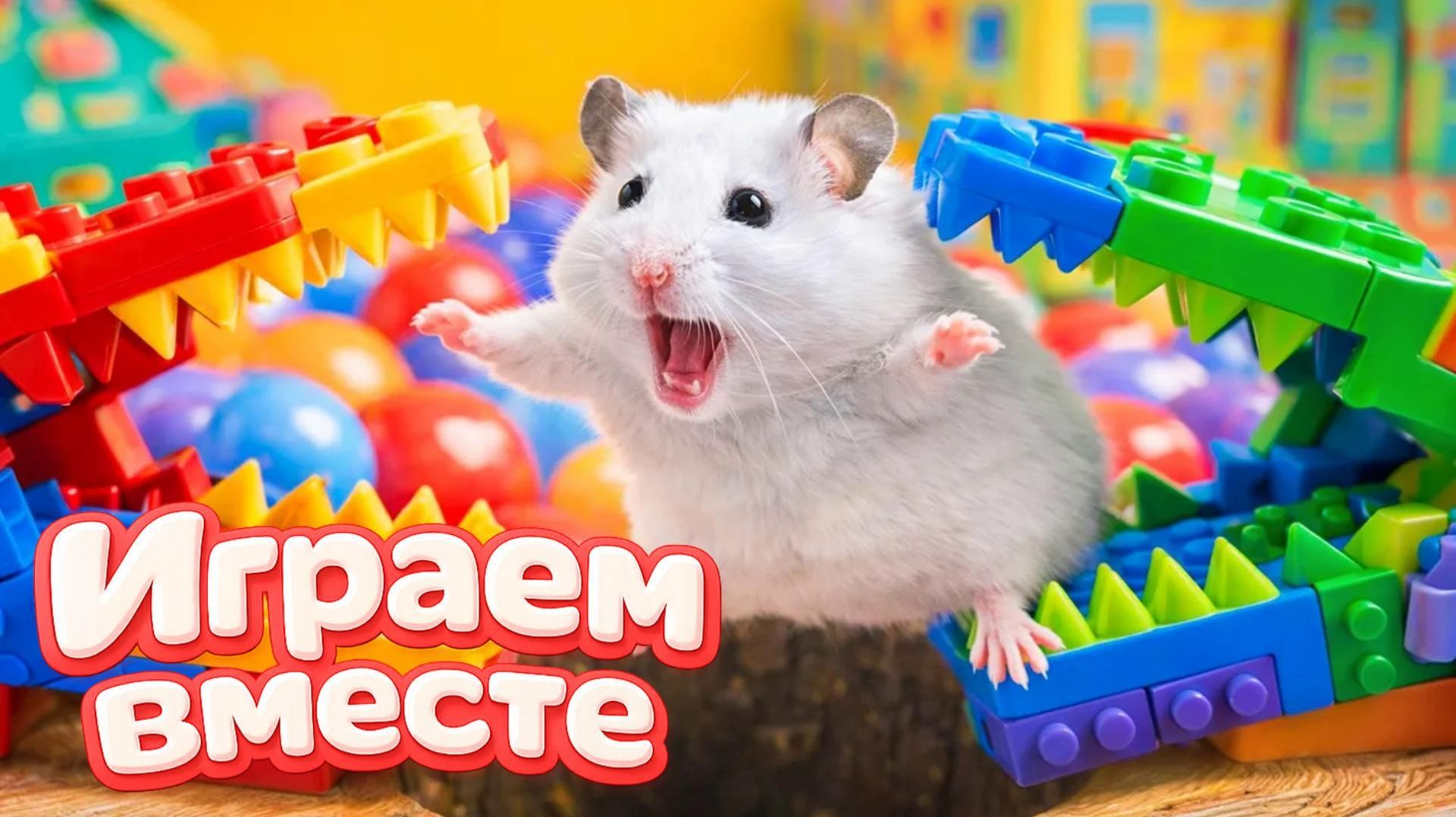 ХОМЯК ВЫБИРАЕТСЯ ИЗ СЕКРЕТНОЙ ХОМЯЧЕЙ ТЮРЬМЫ 🏵️ Помогаем выбраться из лабиринта ! часть 2