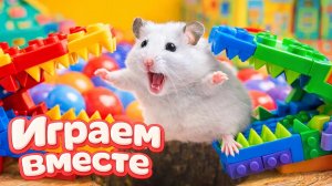 ХОМЯК ВЫБИРАЕТСЯ ИЗ СЕКРЕТНОЙ ХОМЯЧЕЙ ТЮРЬМЫ 🏵️ Помогаем выбраться из лабиринта ! часть 2