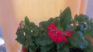 ПЕНТАС - цветок для кашпо и сада