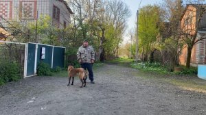 Бельгийская овчарка 10 месяцев Лис! Будни дрессировки!