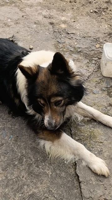 Petal_20260420_110301.mp4