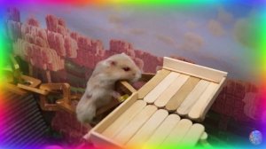 Мой хомяк выбирается из сада лабиринта! часть 6