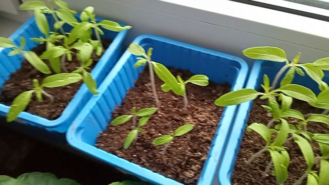 помидорки начали тянуться, пора их пересаживать в рассадник.