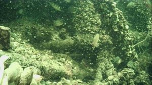 1000015717.mp4Волга гл.2м.20.04.2026г.