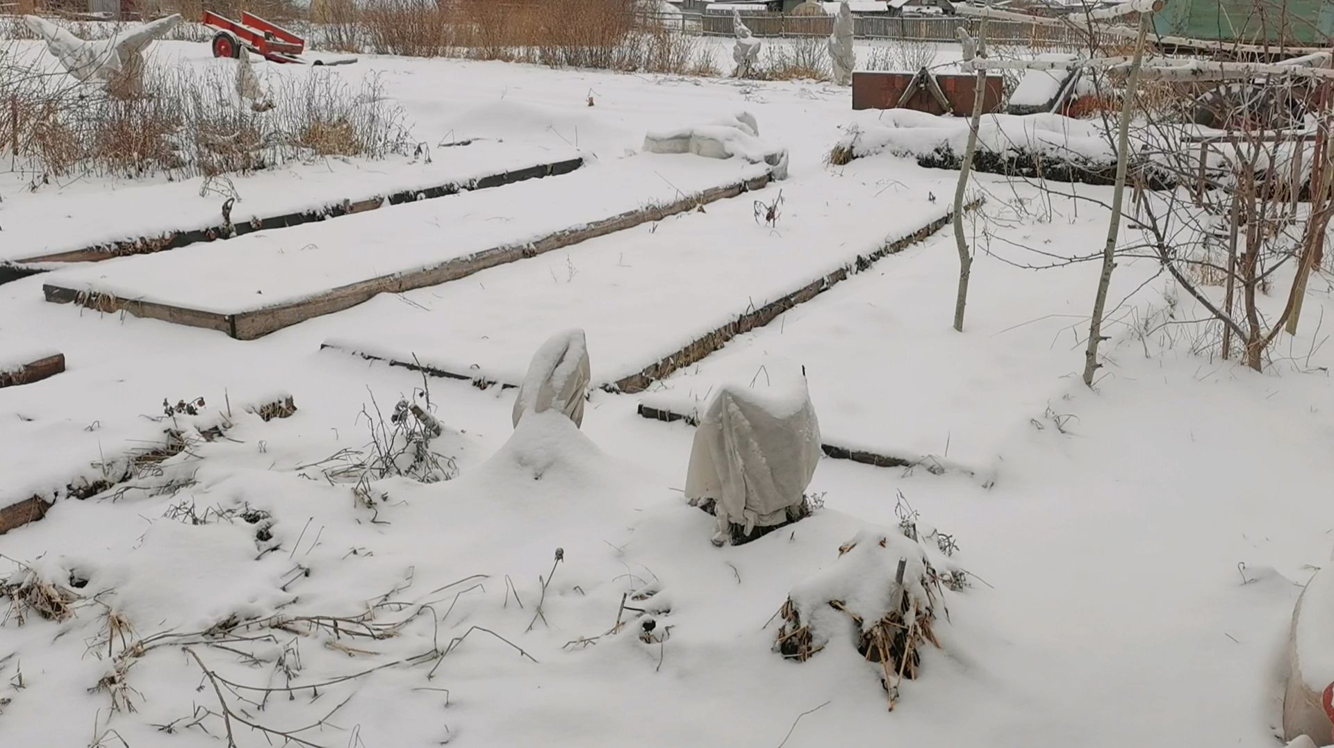 Огород заметает снегом 20 апреля рассаду спасает ковёр! Сею капусту в теплице.