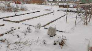 Огород заметает снегом 20 апреля рассаду спасает ковёр! Сею капусту в теплице.