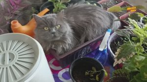 ЧТО КУПИЛА НА ПРОГУЛКЕ | НОВЫЕ ШКАФЫ НА КУХНЕ И СИМА В ПОМИДОРАХ