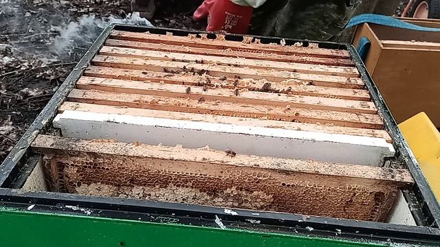 18.04.2026. Развитие и сила пчелосемей в ульях ппс. Обзор.