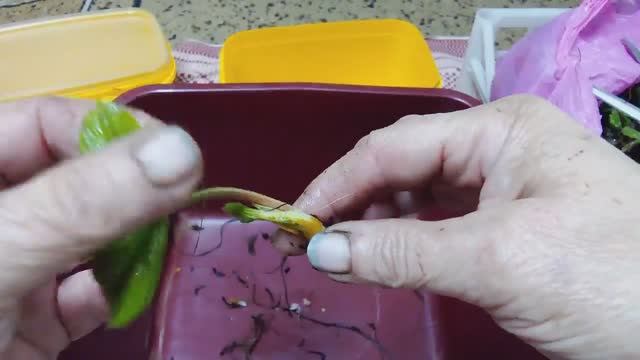 Подготовка поросли виктории к посадке.