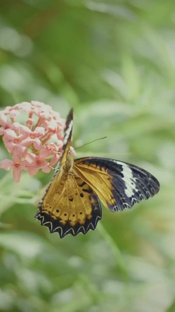 Цитаты, правила, жизнь, природа