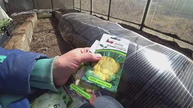 Секреты выращивания цветной капусты