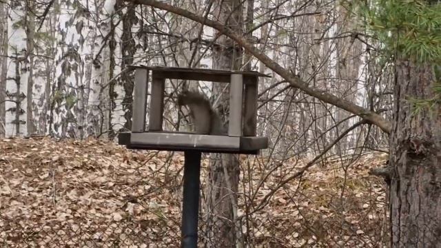 В гости белочка пришла.mp4