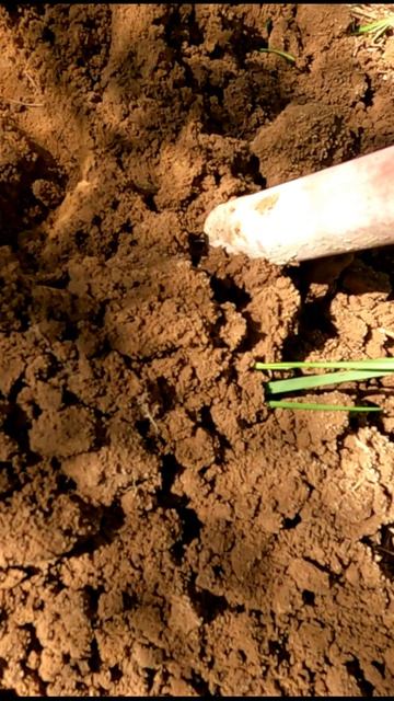 Нашёл Дорогую Монету #находки #свалка #заработок #моинаходки #поиск #барахолка #клад #коп