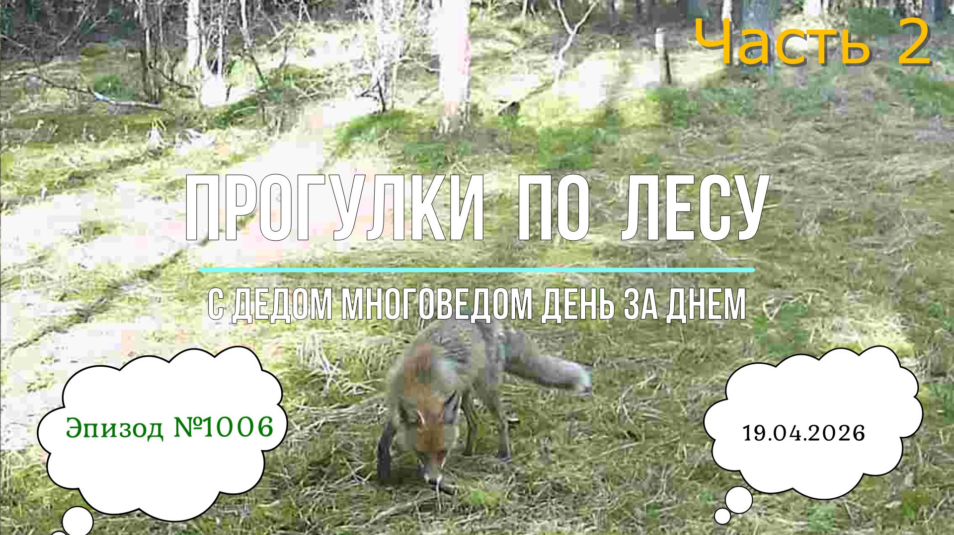 Прогулки по лесу. День за днем с дедом Многоведом. 19 апредя 2026г. Эпизод 1006 часть 2.