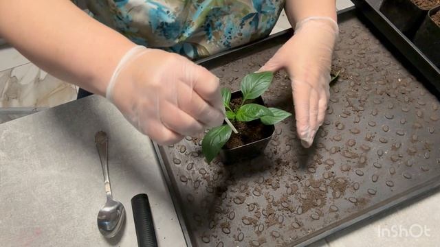 Пикируем перцы