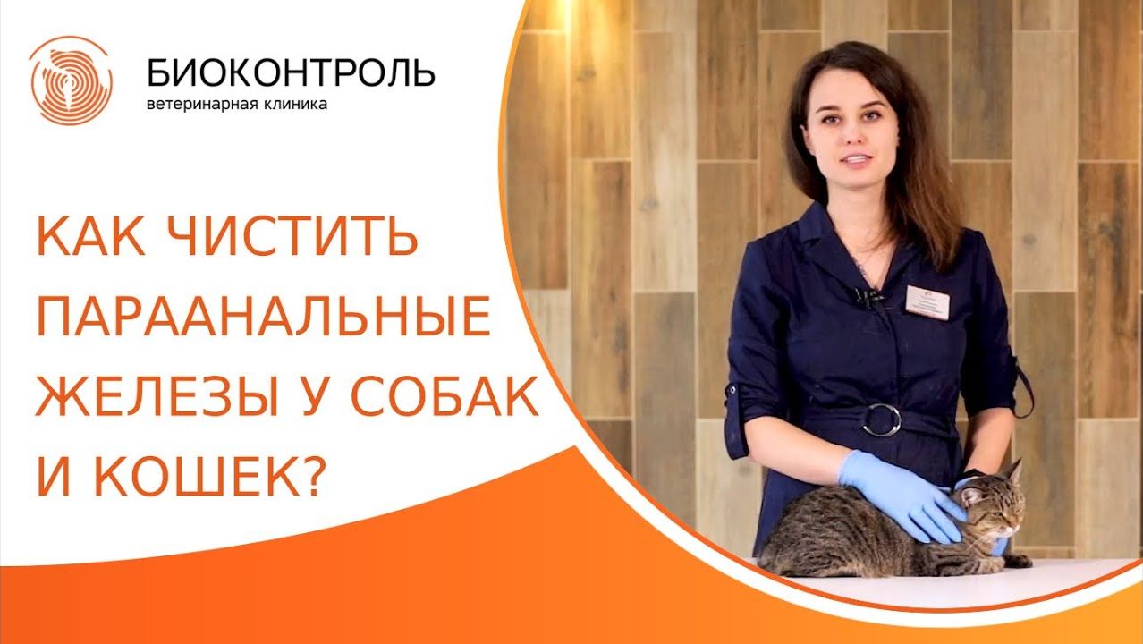 Как почистить параанальные железы у собак и кошек? Чистка параанальных желез у собак и кошек. 18+