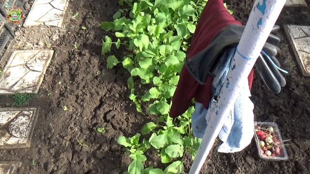 Как быстро посадить рассаду помидоров и получить богатый урожай?!