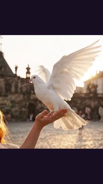 #голубь #уличныептицы #природа #спокойствие #декоративныептицы #птицеводство
