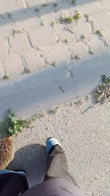 VID_20260420_070815.mp4