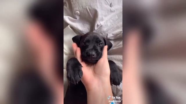 Top 10 Viral TikTok Videos Of 2019