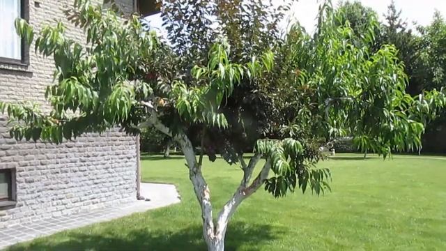 Результаты перепрививки деревьев. Урожай от прививок в крону. ВиталийОрех Виталий7соток