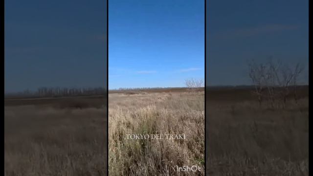 Немецкий Курцхаар Токио.