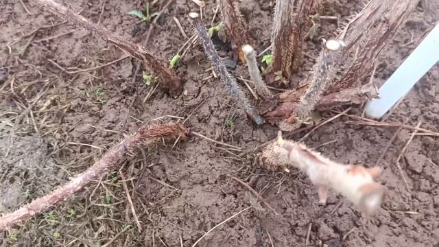 Перечислила сорта и гибриды земляники садовой крупно и мелкоплодной.