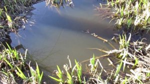 Дела огородные