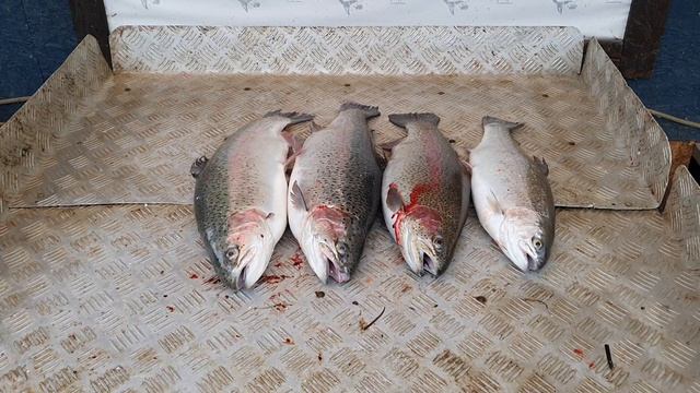 улов форели 8.2 кг