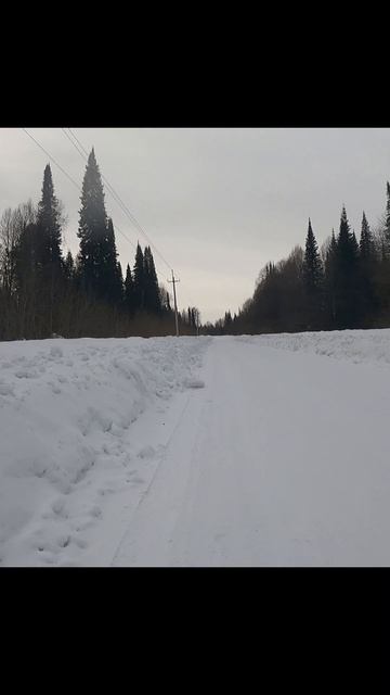 «Замерзшие птичьи трели»