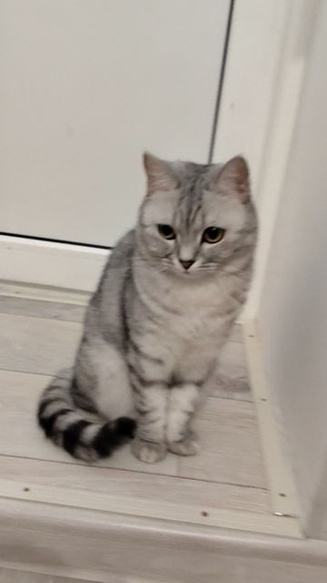 моя кошечка 🐈