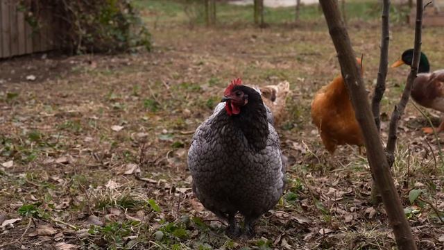 Картофельные булочки Домашние рецепты Деревенские рецепты Видео рецепты Жизнь в деревне
