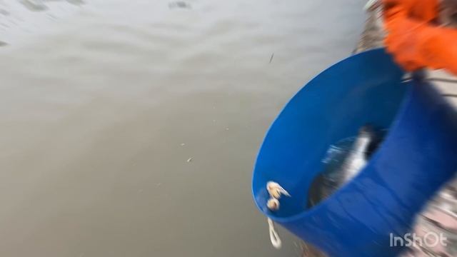 Запуск форели - 110кг