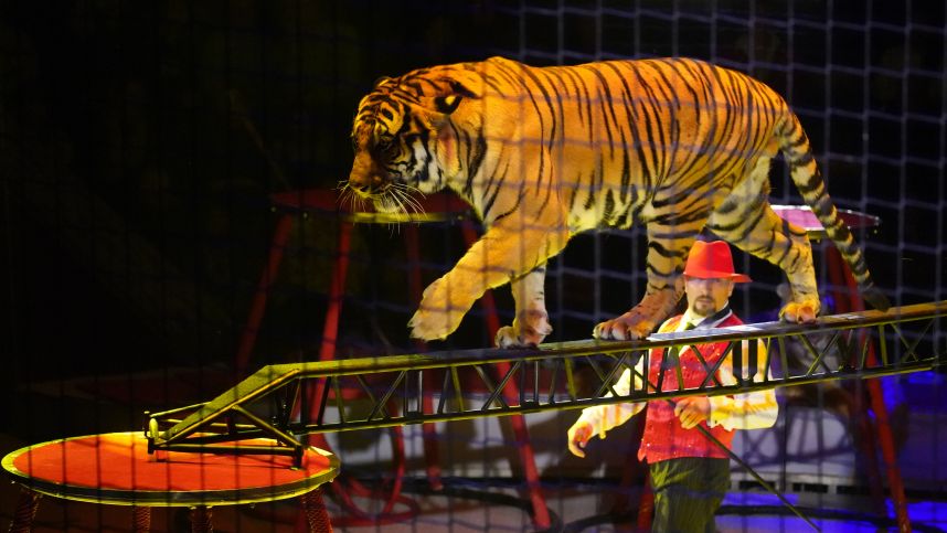 «Воспитанная тигрица»: как удалось избежать трагедии в ростовском цирке