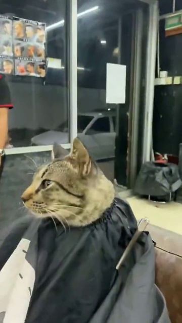 Бесплатная стрижка бездомному коту