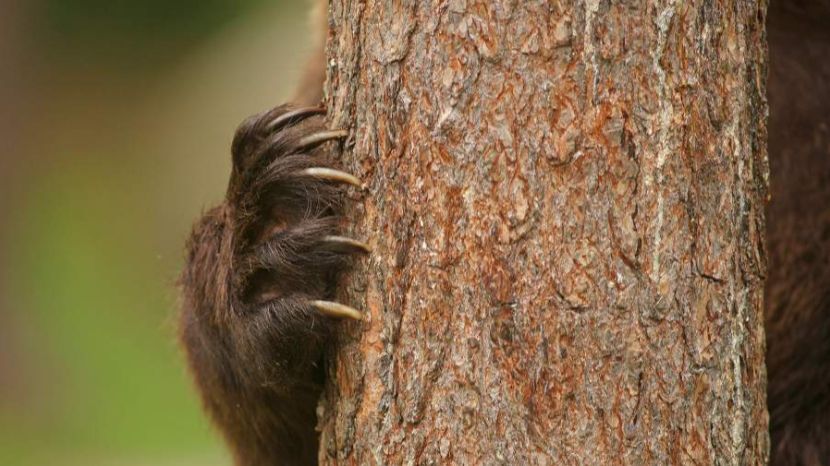 В Южно-Сахалинске у центра «Восток» ликвидировали конфликтного медведя