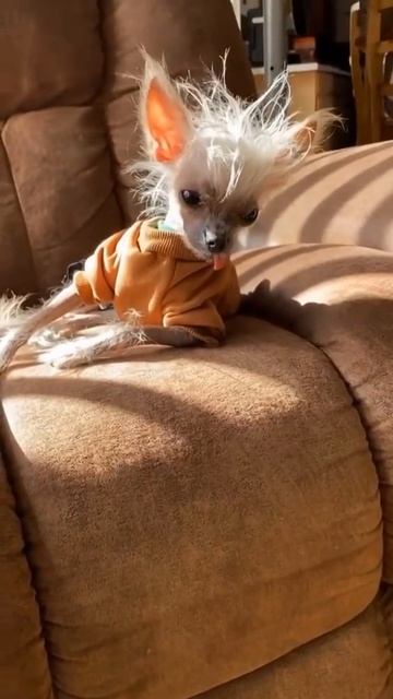 Видео от МЯУтаверс – как метавселенная, но с котами