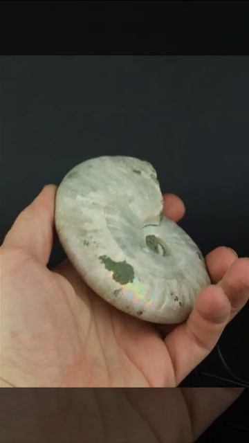 Радужный аммонит 1282