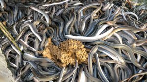 Свежие тайваньские морепродукты от рыбных ферм до глубоководных рыболовных судов