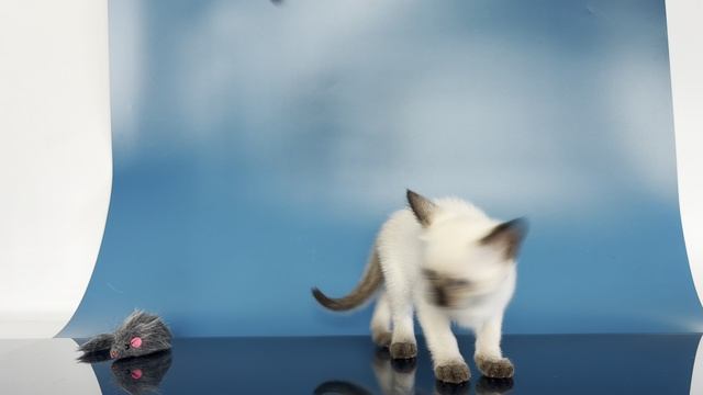 Тайская девочка Ulrika Gamlet, 1,5 месяца