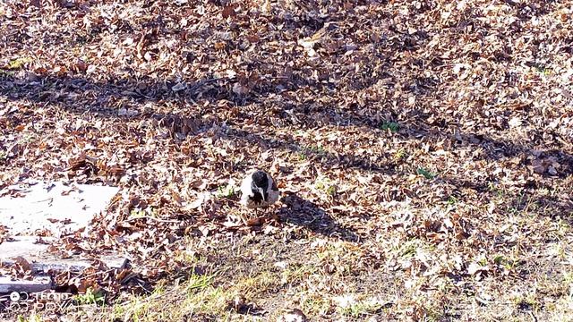 НАША ЗАМЕЧАТЕЛЬНАЯ ЗНАКОМАЯ ВОРОНА 20-04-2026